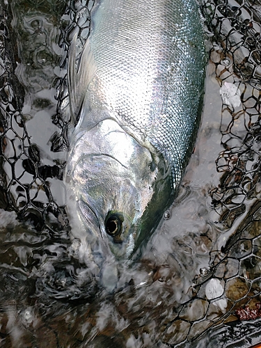 サクラマスの釣果