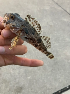 カジカの釣果