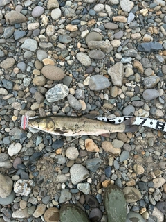 ウケクチウグイの釣果