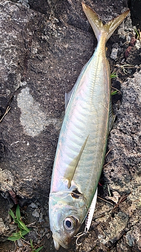 シマアジの釣果