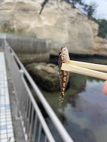 アサヒアナハゼの釣果