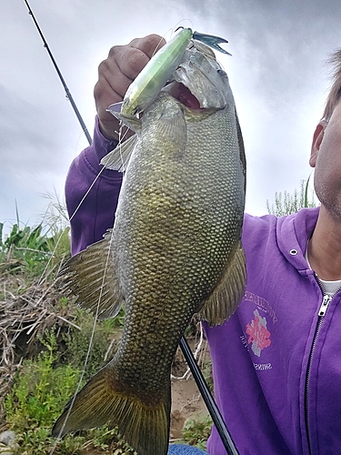 スモールマウスバスの釣果