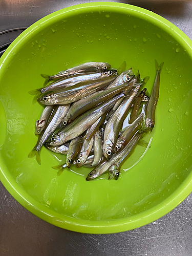 ワカサギの釣果