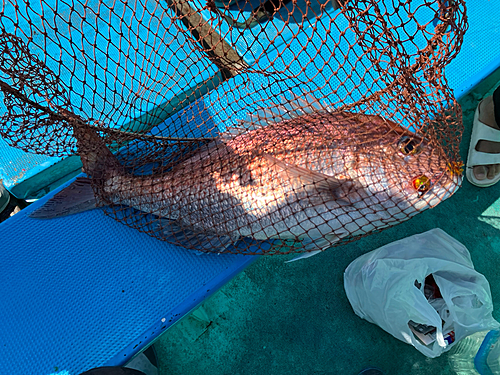 マダイの釣果