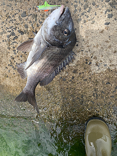 チヌの釣果