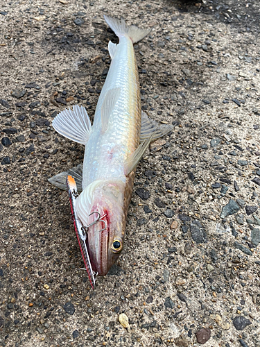 エソの釣果