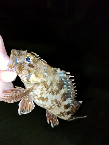 タケノコメバルの釣果