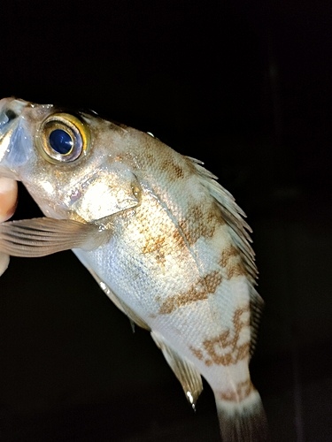 タケノコメバルの釣果