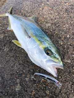 ツバスの釣果