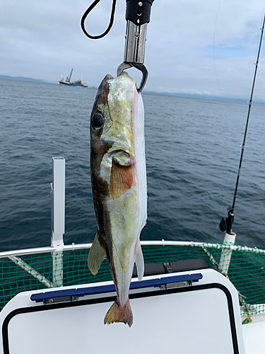 シロサバフグの釣果