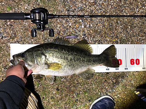 ブラックバスの釣果