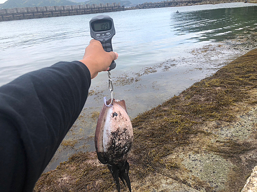 コウイカの釣果