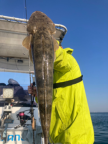 マゴチの釣果