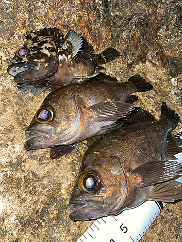 メバルの釣果