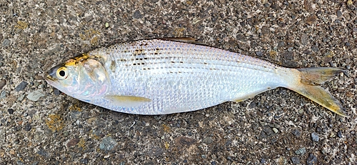 コノシロの釣果