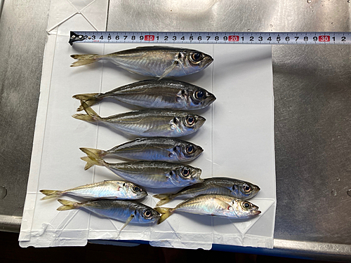 アジの釣果