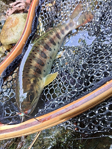 アマゴの釣果