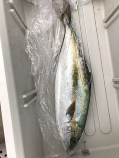 ヒラマサの釣果