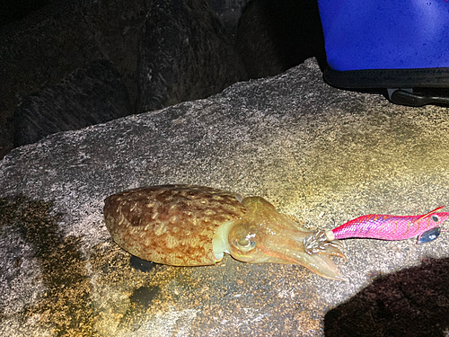 コウイカの釣果