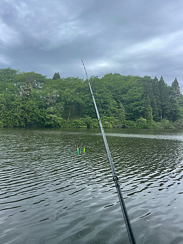 ライギョの釣果