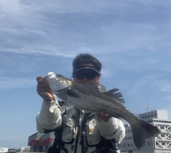 ハネ（マルスズキ）の釣果