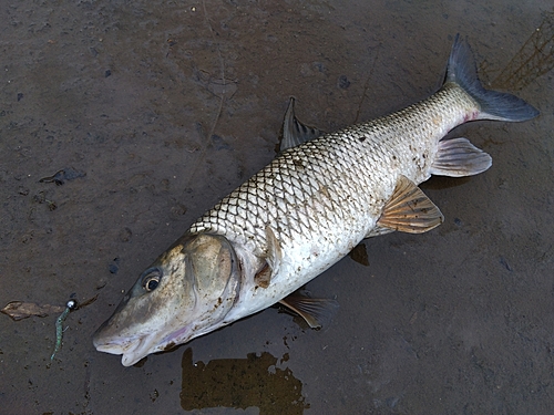 ニゴイの釣果