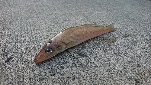 シロギスの釣果