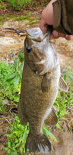 スモールマウスバスの釣果