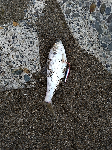 コノシロの釣果