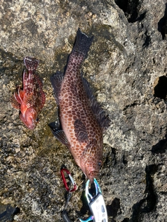 オオモンハタの釣果