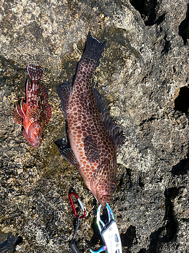 オオモンハタの釣果