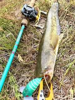 ナマズの釣果