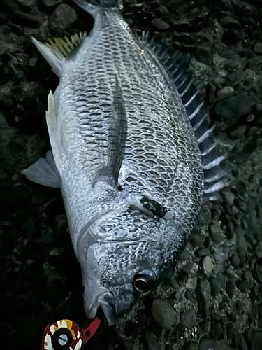 キビレの釣果