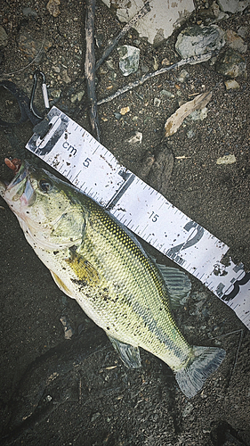 ブラックバスの釣果