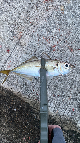 マアジの釣果