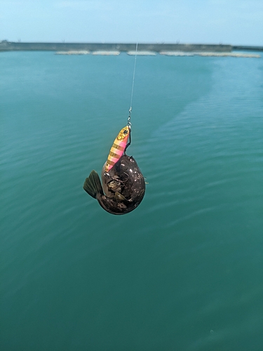 キタマクラの釣果