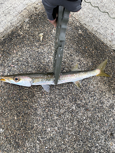 カマスの釣果