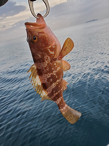 アコウの釣果