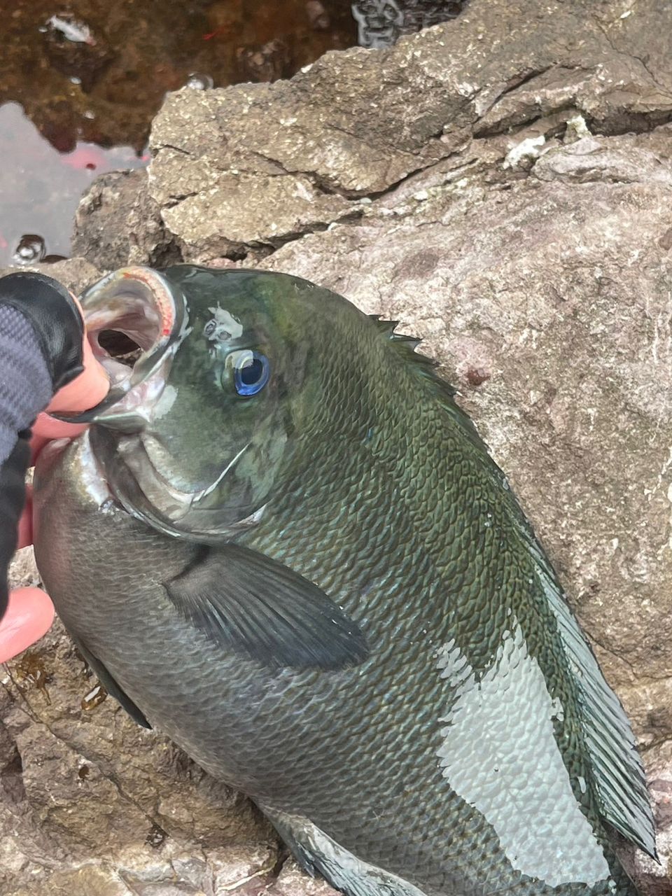 トミー（OFC)さんの釣果 2枚目の画像