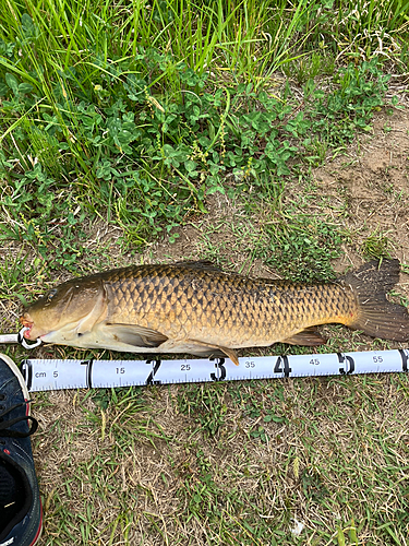 コイの釣果