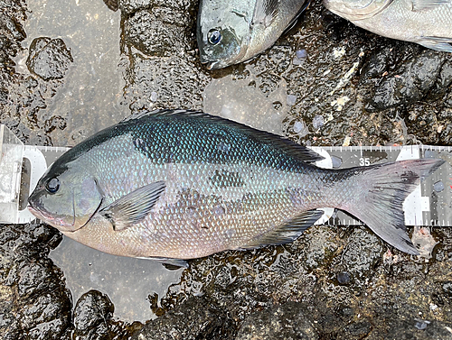 メジナの釣果