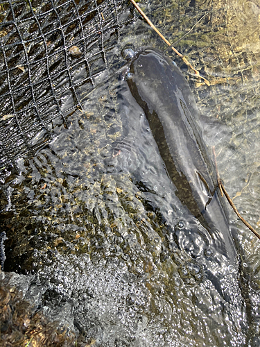 ナマズの釣果