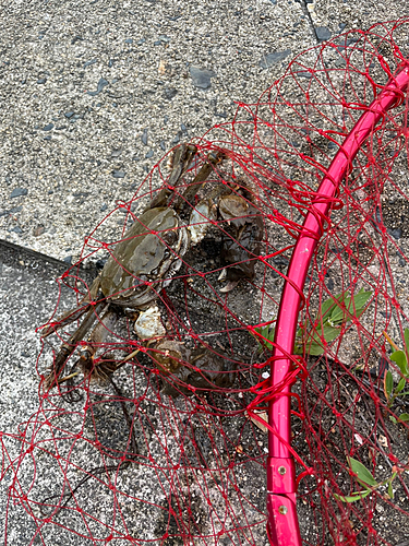 モクズガニの釣果