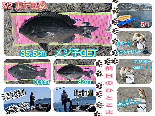 メジナの釣果