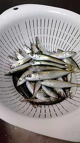 サバの釣果