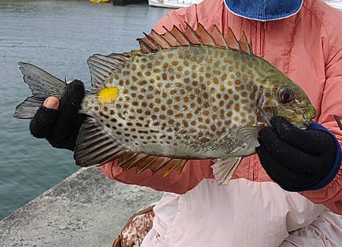 カーエーの釣果