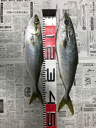 イナダの釣果