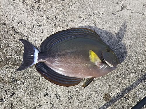 トカジャーの釣果