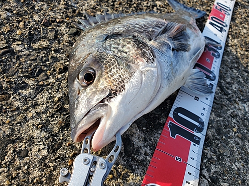 チヌの釣果