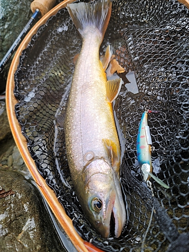 イワナの釣果